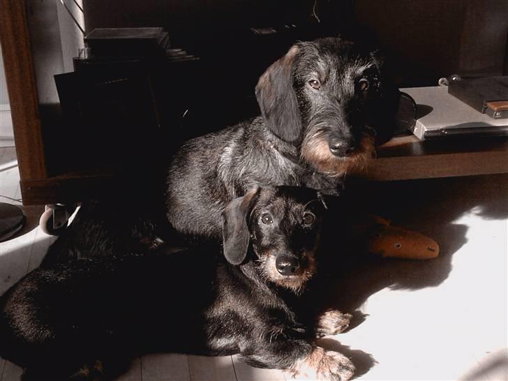 Gravhund Fendi - Vi er så fotogene :-) billede 12