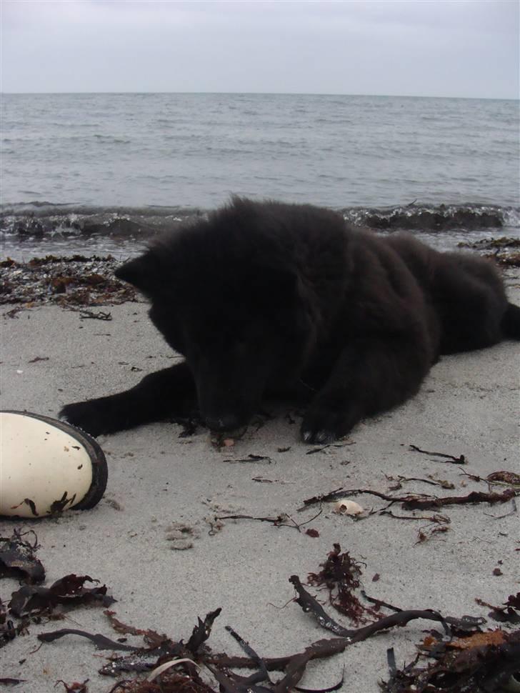 Groenendael Tristan - Den daglige strandtur. billede 11
