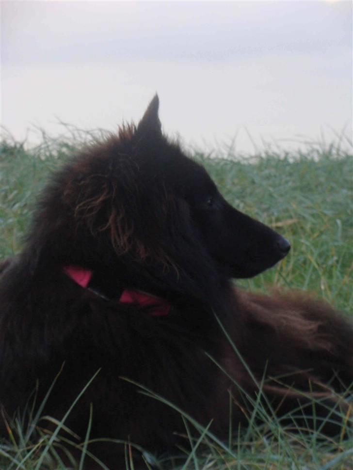 Groenendael Tristan - 12 months old billede 12