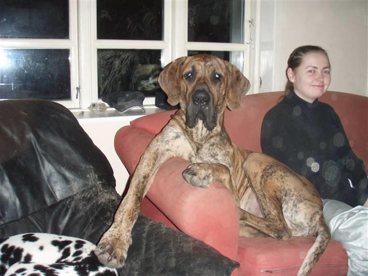 Grand danois Tyson - her har jeg valgt at slappe lidt af i sofaen sammen med mor... billede 5
