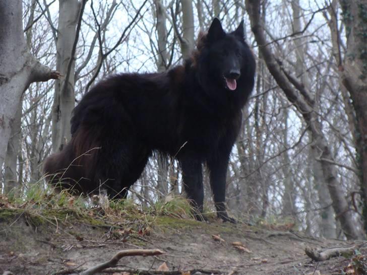 Groenendael Tristan - 14 months old billede 13