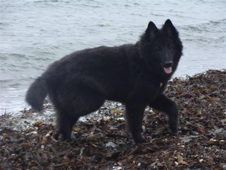 Groenendael Tristan billede 14