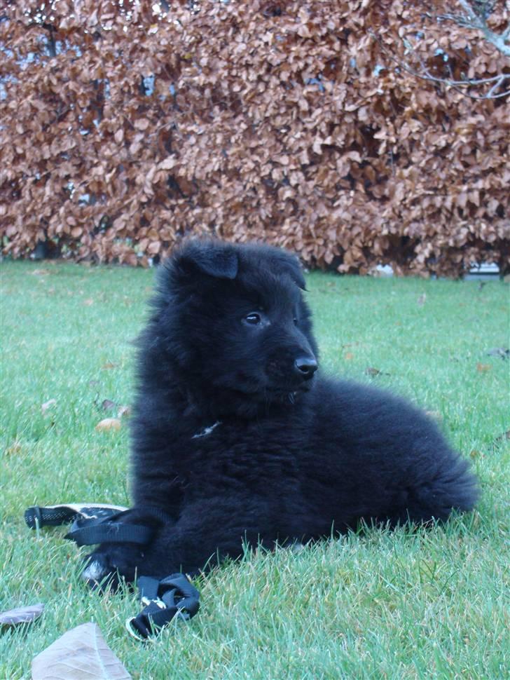Groenendael Tristan - 9 weeks old billede 15