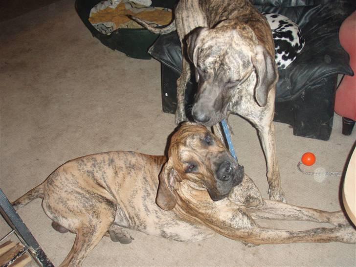 Grand danois Tyson - her er min nye veninde ved at lokke mig til lidt leg... billede 6