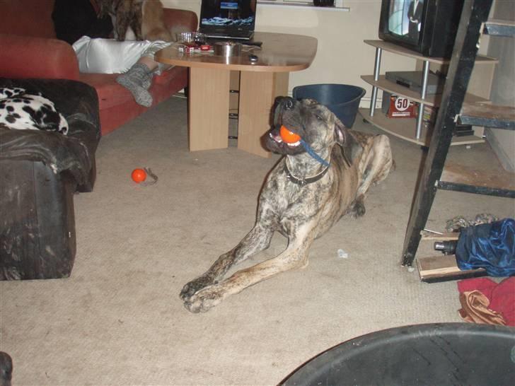 Grand danois Tyson - jeg synes selv jeg er meget lækker... billede 7