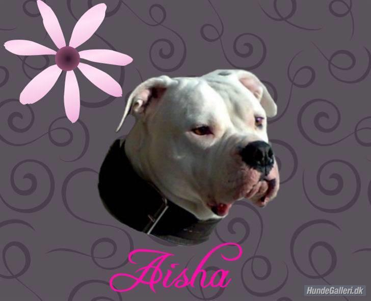 Amerikansk bulldog Aisha billede 14