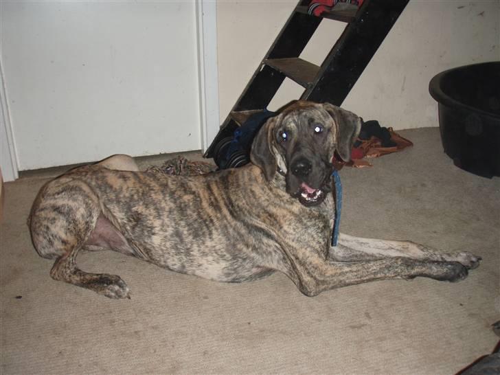 Grand danois Tyson - her ligger jeg bare og kigger, jeg hedder Bianca, og er den 28 februar 2008, 10 maneder gammel. helt ny i flokken.. billede 8