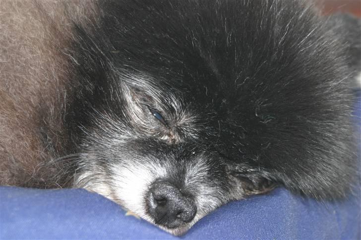 Pomeranian Pelspersonen Pølse RIP - ummmmm morfar --- hviler mig oven på en udmattende formiddagslur billede 5