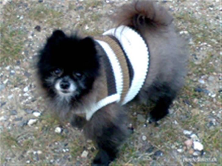 Pomeranian Pelspersonen Pølse RIP - ligger og venter på mor billede 6