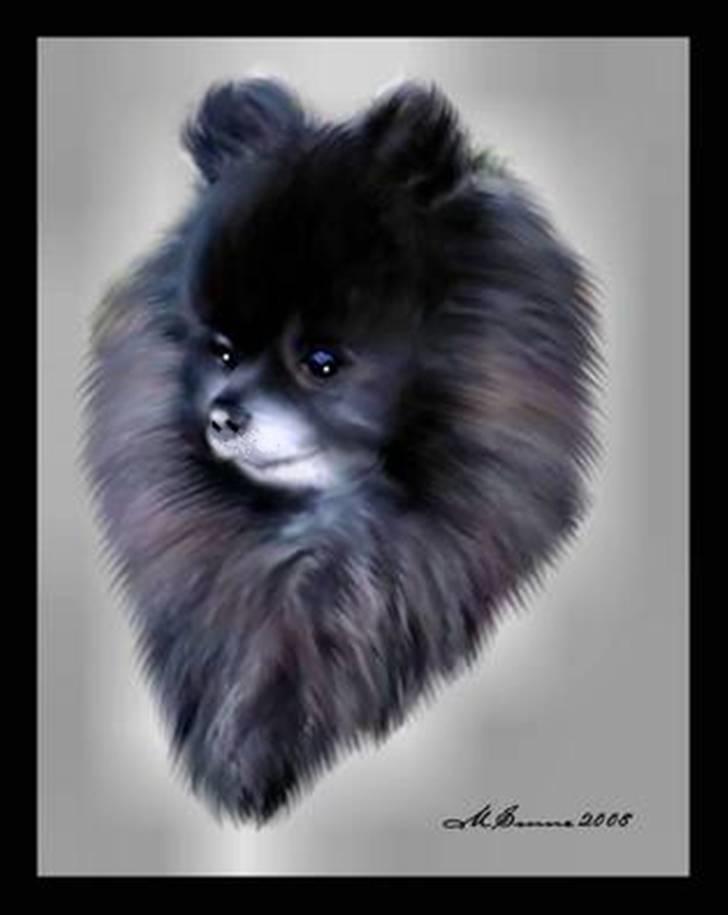 Pomeranian Pelspersonen Pølse RIP - En højt skattet gave fra * Den Blå Lil Laban & Den Sorte Banditræv´s moar *  billede 7