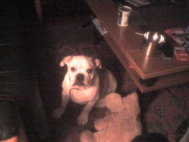 Engelsk bulldog batman billede 17