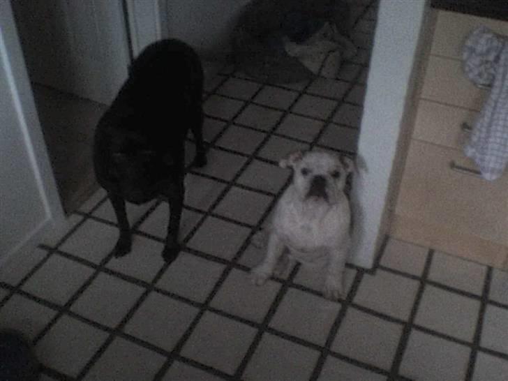 Engelsk bulldog batman billede 19