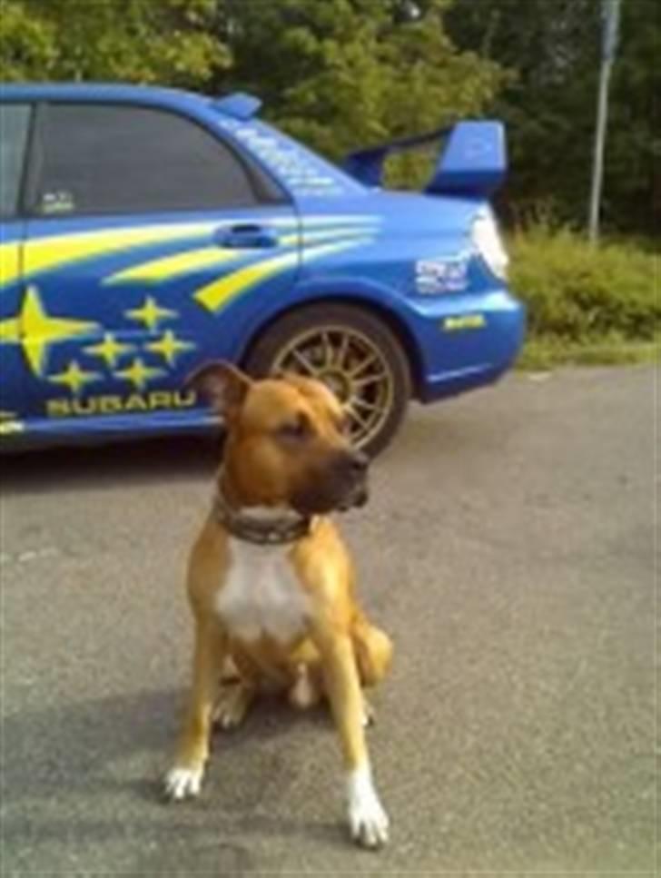 Amerikansk staffordshire terrier Kenzo billede 8