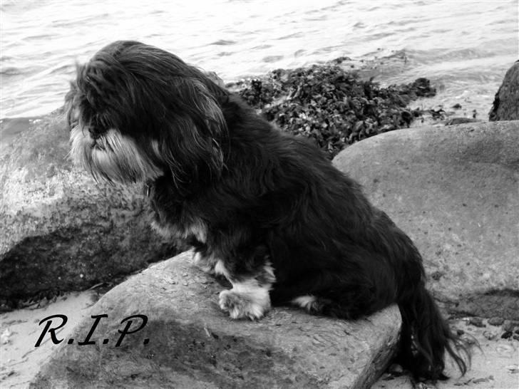 Lhasa apso - kaldenavn Bimmer billede 19