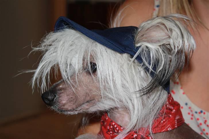 Chinese crested hårløs Shoeshine's Illo - 1) Illo med sin fine hat :) billede 1