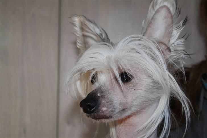 Chinese crested hårløs Shoeshine's Illo - 2) Illos smukkd hoved billede 2