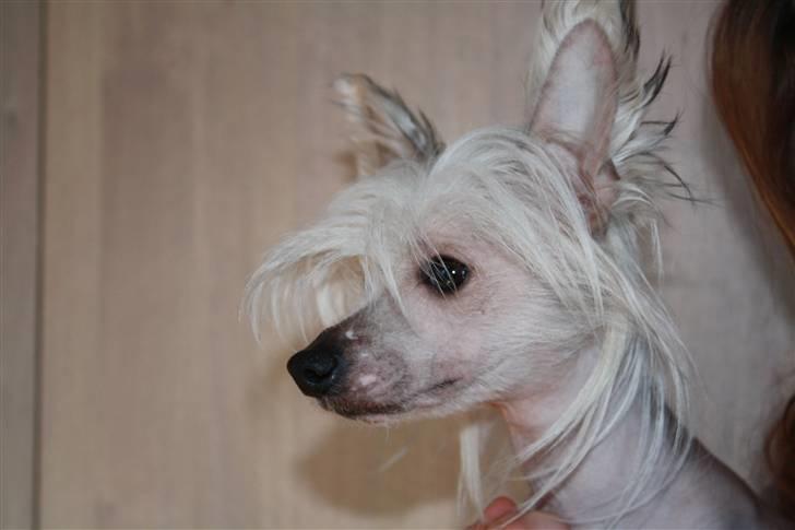 Chinese crested hårløs Shoeshine's Illo - 3) Illos hoved billede 3