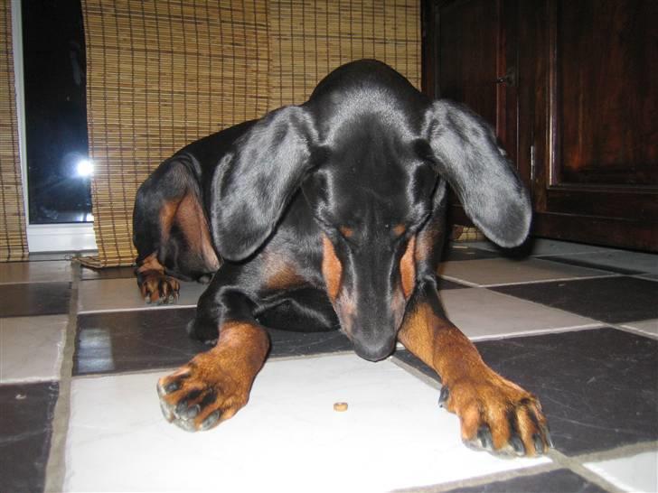 Dobermann Akira - Holder bare øje med min godbid billede 10