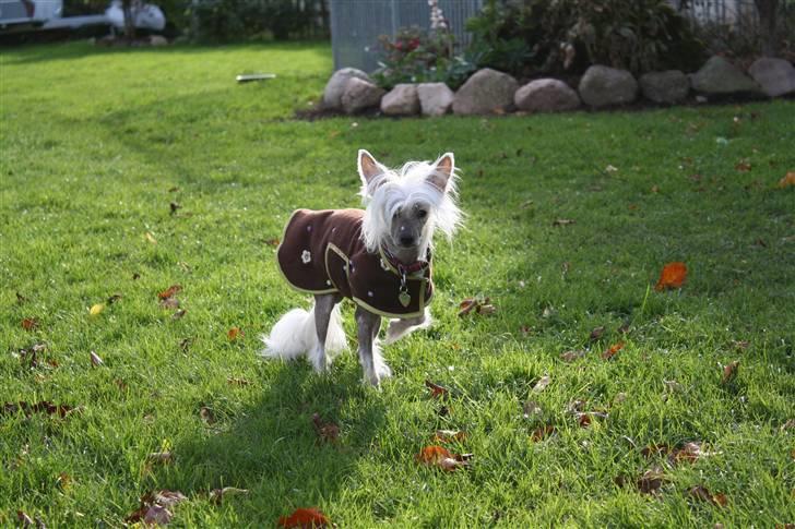 Chinese crested hårløs Shoeshine's Illo - 4) Illo ude i haven billede 4