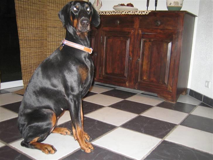 Dobermann Akira - Kan godt sidde flot billede 11