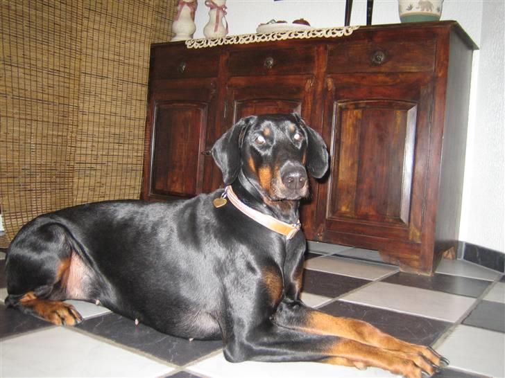 Dobermann Akira - Kan altså godt se du tager billeder billede 12