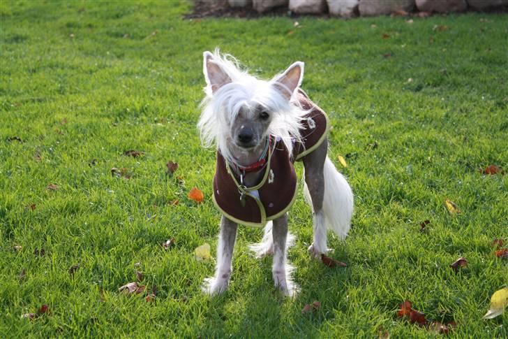 Chinese crested hårløs Shoeshine's Illo - 5) Illo ude i haven billede 5