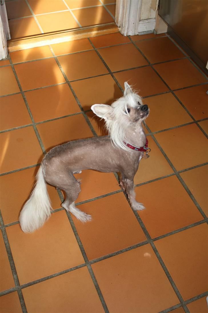Chinese crested hårløs Shoeshine's Illo - 6) Illo <3 billede 6