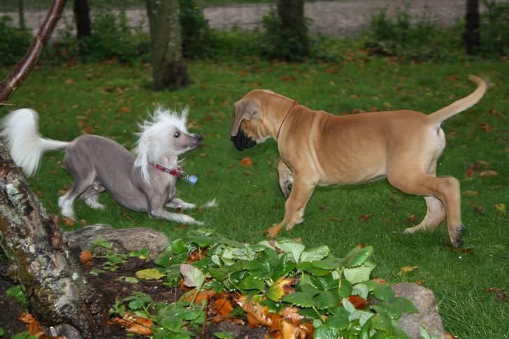 Chinese crested hårløs Shoeshine's Illo - 7) Illo Leger med hvalpene billede 7