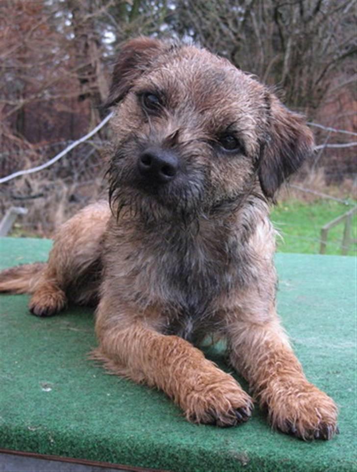 Border terrier Echo - Echo - 12 måneder billede 18