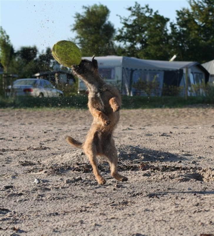 Border terrier Echo - Leg på stranden billede 19