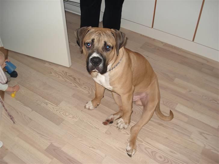 Boerboel victor billede 5