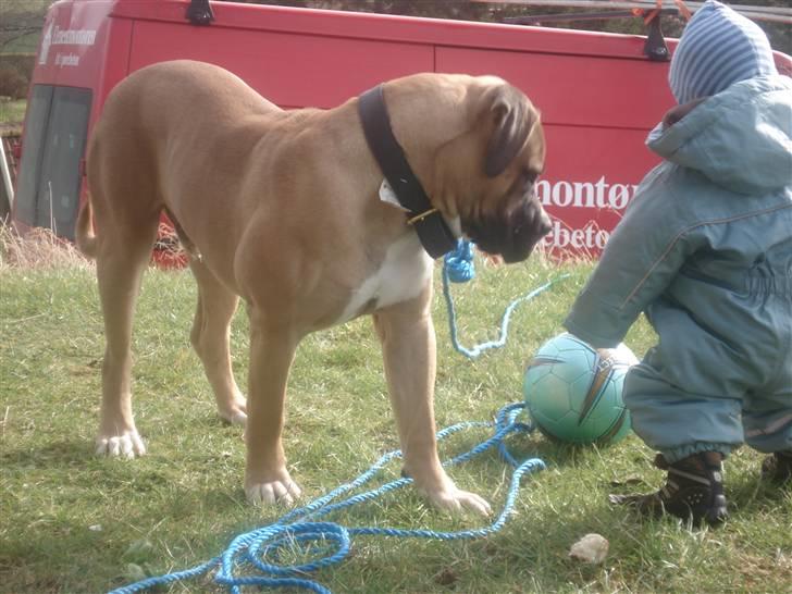 Boerboel victor billede 6