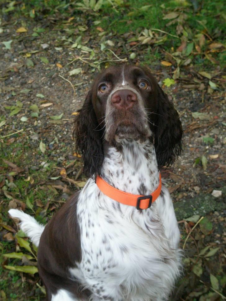 Engelsk springer spaniel Diamond ring star light billede 1