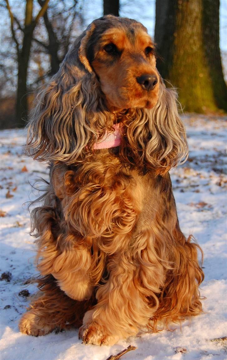 Cocker spaniel Carla billede 3