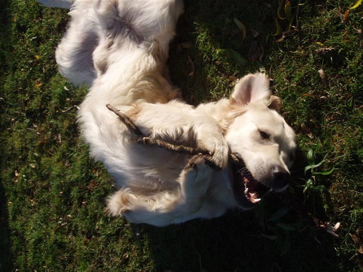 Golden retriever Charlie  - Jeg ææælsker pinde !  billede 1