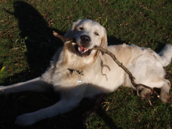 Golden retriever Charlie  - I haven, med en dejlig lang pind (:  billede 2