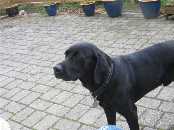 Labrador retriever Sammi R.I.P  - Hvad, sker der indefor ? <3 billede 10