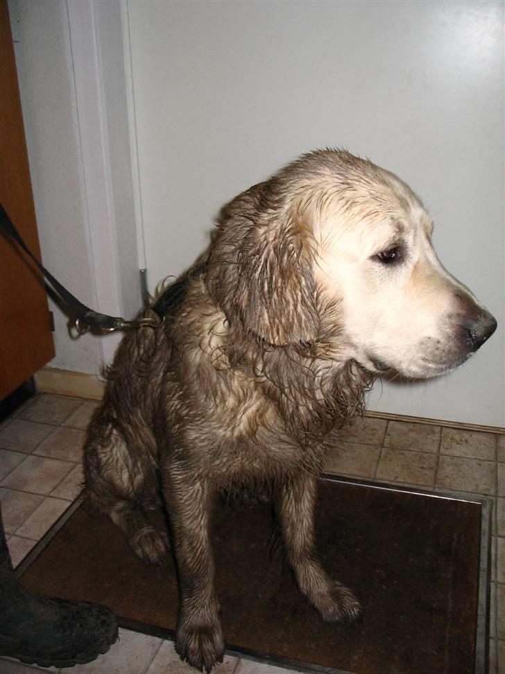 Golden retriever Charlie  - Legede med thea i en blød græsplæne .. ´´ Am´t i hot ? ´´ billede 3