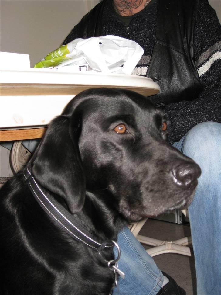 Labrador retriever Sammi R.I.P  - Er der ingen der vil nusse mig ? :´) <3 billede 11