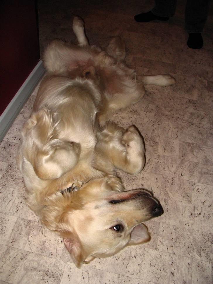 Golden retriever Charlie  - Du vækkede mid faktisk !  billede 4
