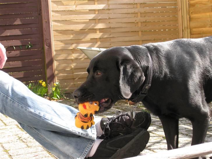 Labrador retriever Sammi R.I.P  - Mig og mit smukke pive dyr <3 billede 12