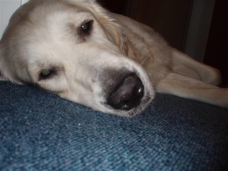 Golden retriever Charlie  - Træææt. I leger for vildt med mig ! billede 5