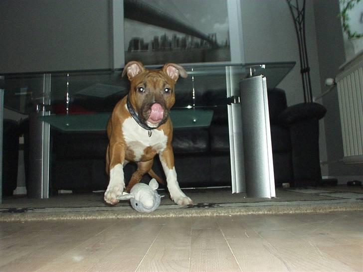 Amerikansk staffordshire terrier Amanda *Bobby sue* billede 1