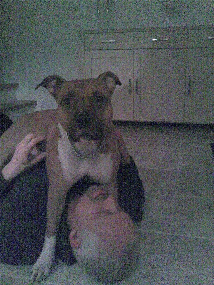 Amerikansk staffordshire terrier Amanda *Bobby sue* - Amanda har erobret morfar ;-) billede 2