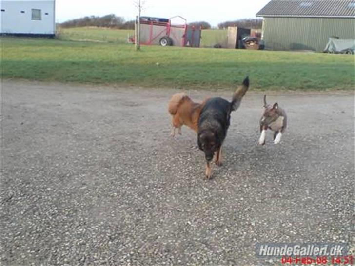 Amerikansk staffordshire terrier Afroditte - dit laver mækeligt hop XD billede 10