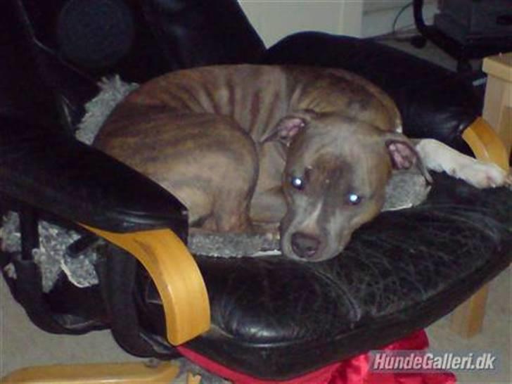 Amerikansk staffordshire terrier Afroditte - godnat zzzzz billede 11