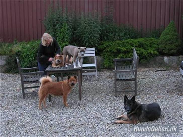 Amerikansk staffordshire terrier Afroditte - ja hvornår er det min tur bare fordi man er  lidt kort håret kan man da godt blive småkeseret billede 12