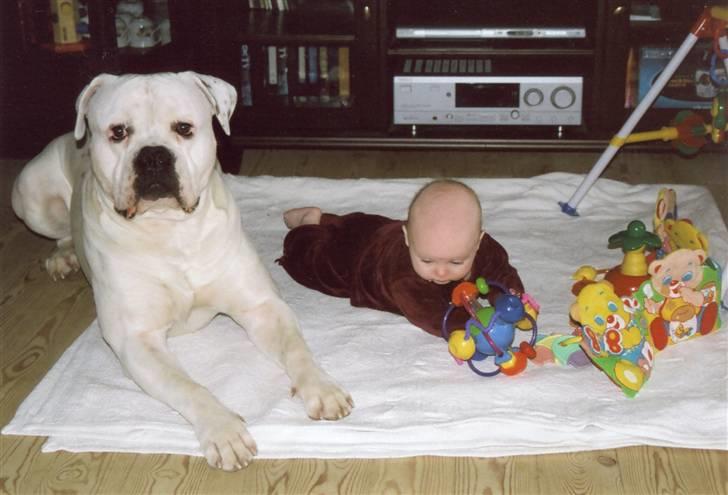 Amerikansk bulldog sonneholts rommel(don) - det er min baby billede 8