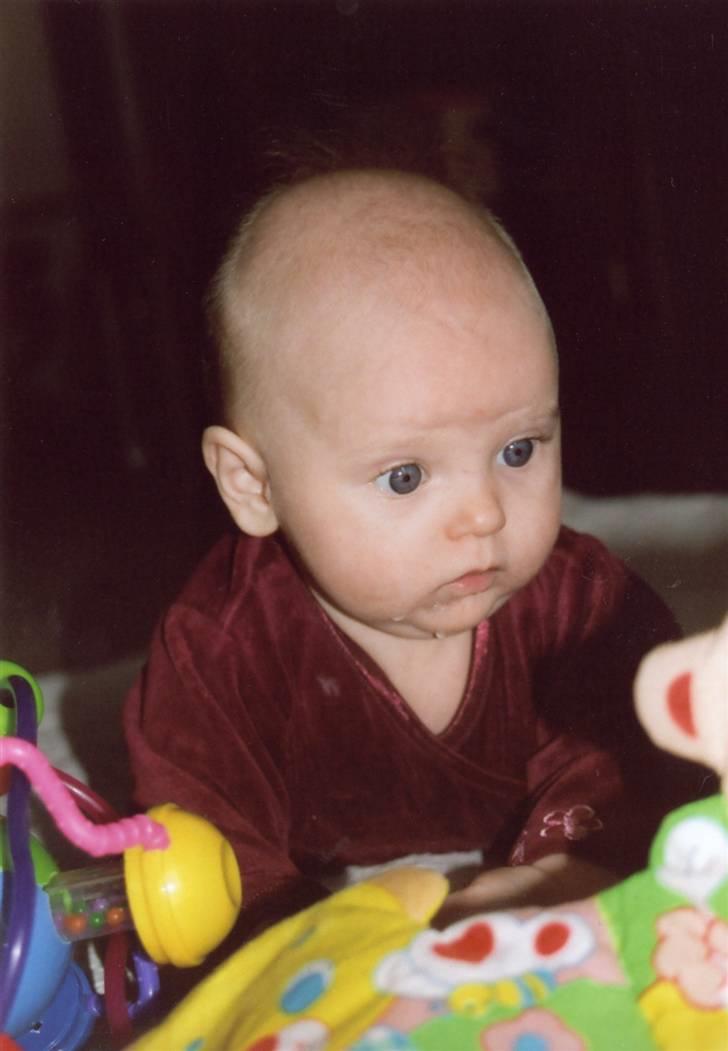 Amerikansk bulldog sonneholts rommel(don) - vores nye lille savlende guldklump billede 9