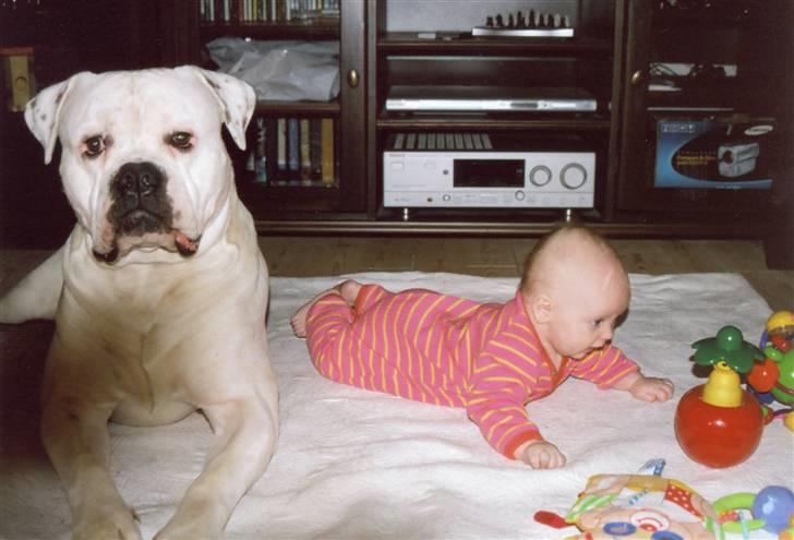 Amerikansk bulldog sonneholts rommel(don) - ligemeget hvornår man forlader lokalet ligger don ved siden af når man kommer tilbage billede 10